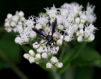Insects